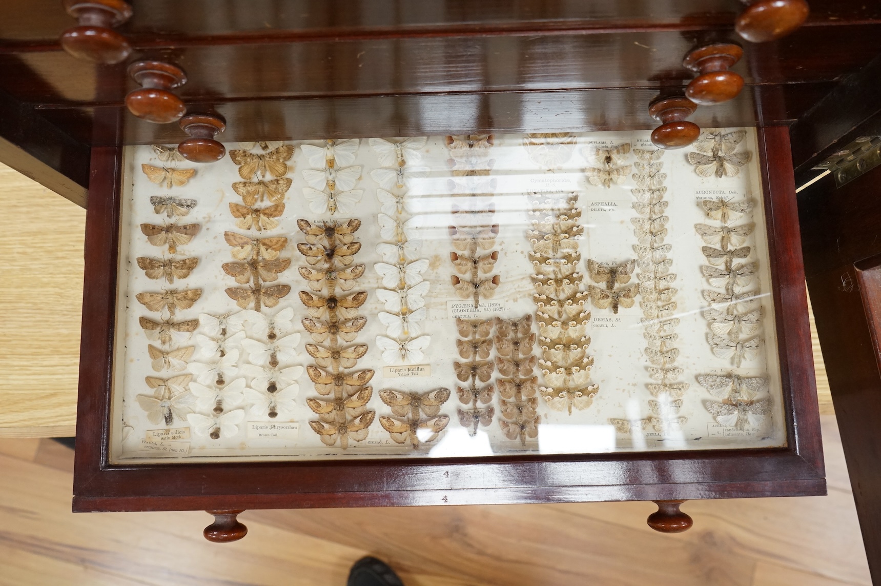 A Victorian ten drawer mahogany collector’s cabinet, containing a large selection of taxidermy moths, the contents checked against the UK register, each drawer with glazed cover, with a lockable glazed main door and orig